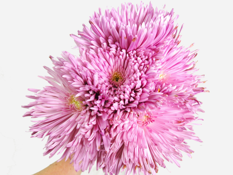 Pink Spider Mum.png