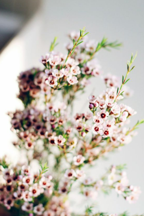 Pink Waxflower .png