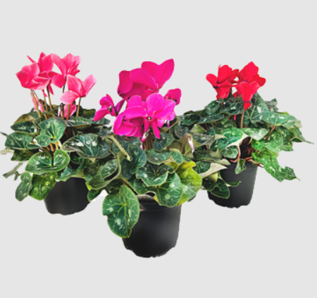 Potted Cyclamen .png