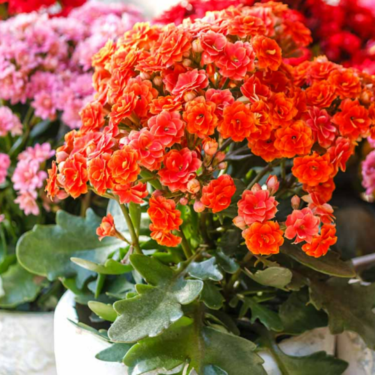 Potted Kalanchoe .png