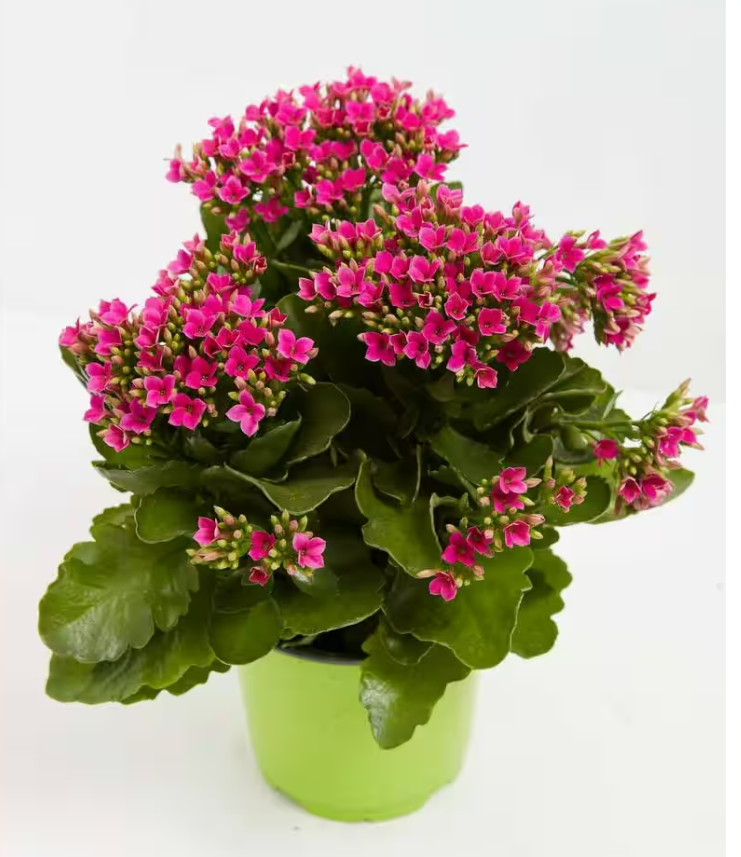 Potted Kalanchoe Pink.png