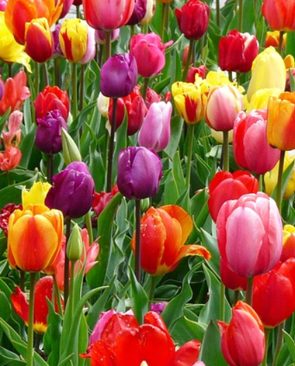 Potted Tulips.png