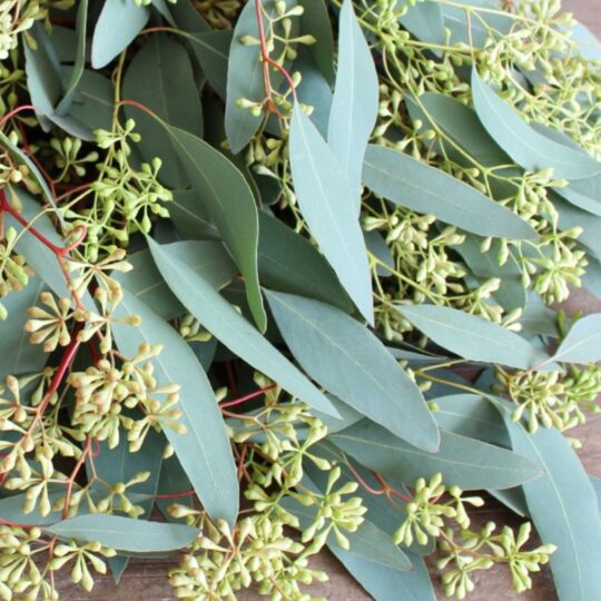 Products-2022_Eucalyptus-Seeded.jpg