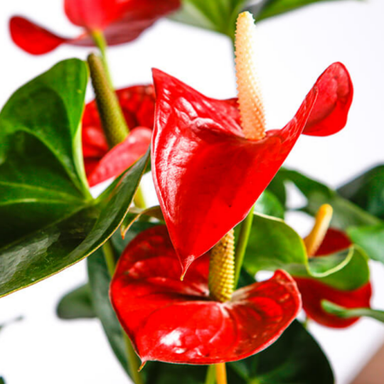 Red Anthurium.png
