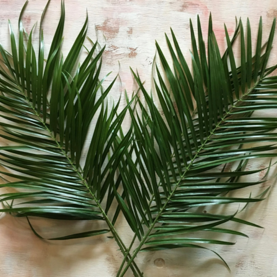Robellini Greenery .png