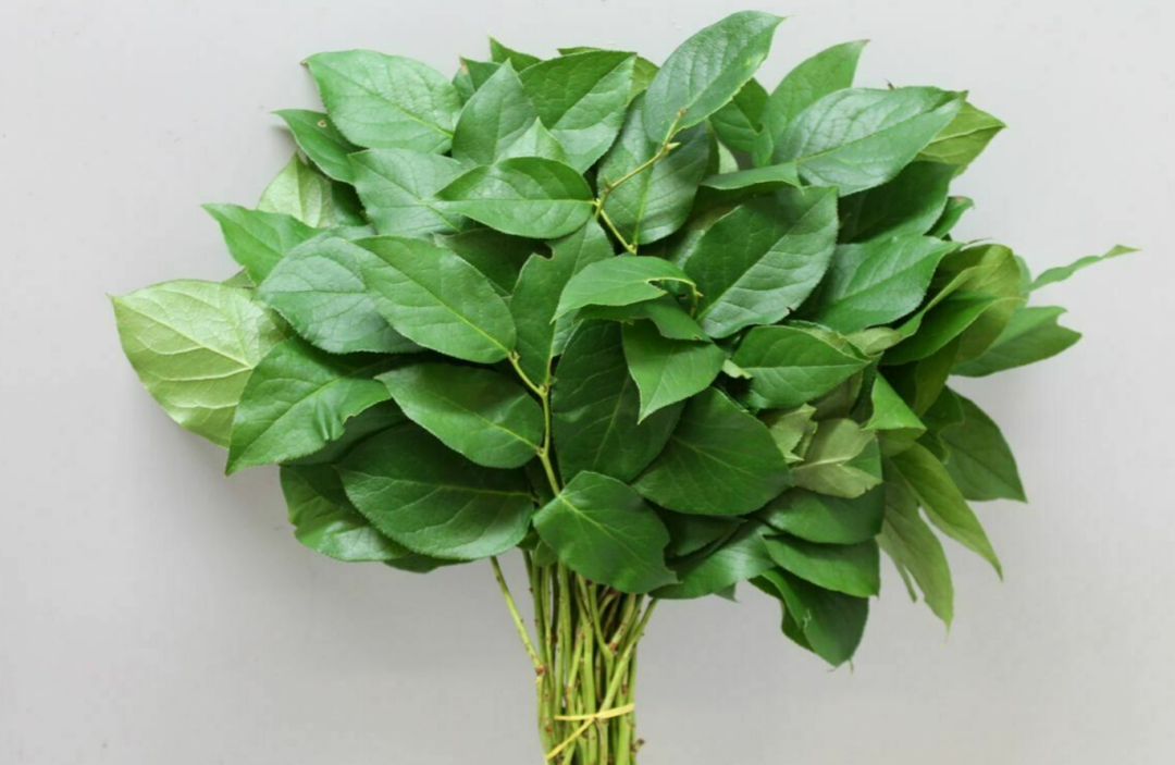 Salal Tips.png