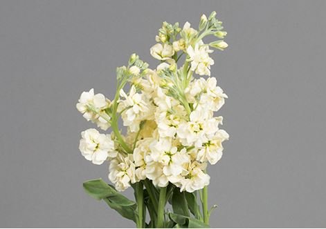 Stock Cream.JPG