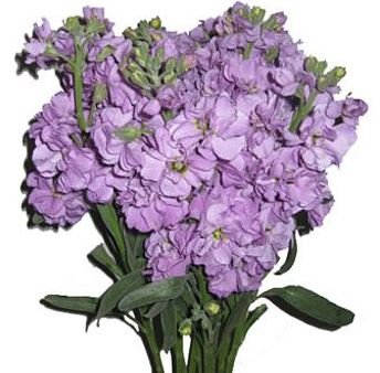 Stock Lavender.JPG
