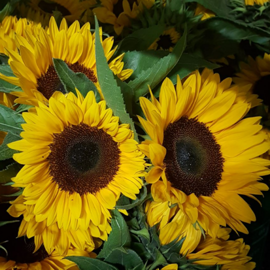 Sunflower Stems .png
