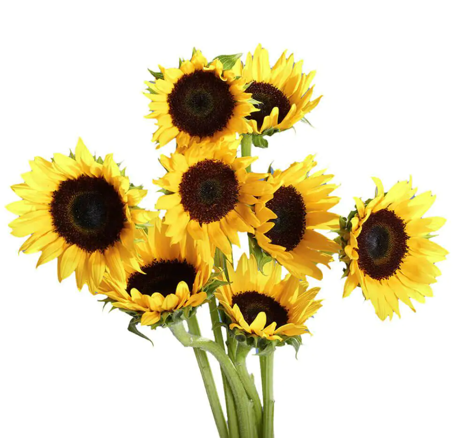 Sunflower Stems Small.png