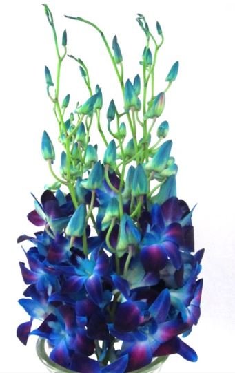 Tinted Blue Dendrob.JPG