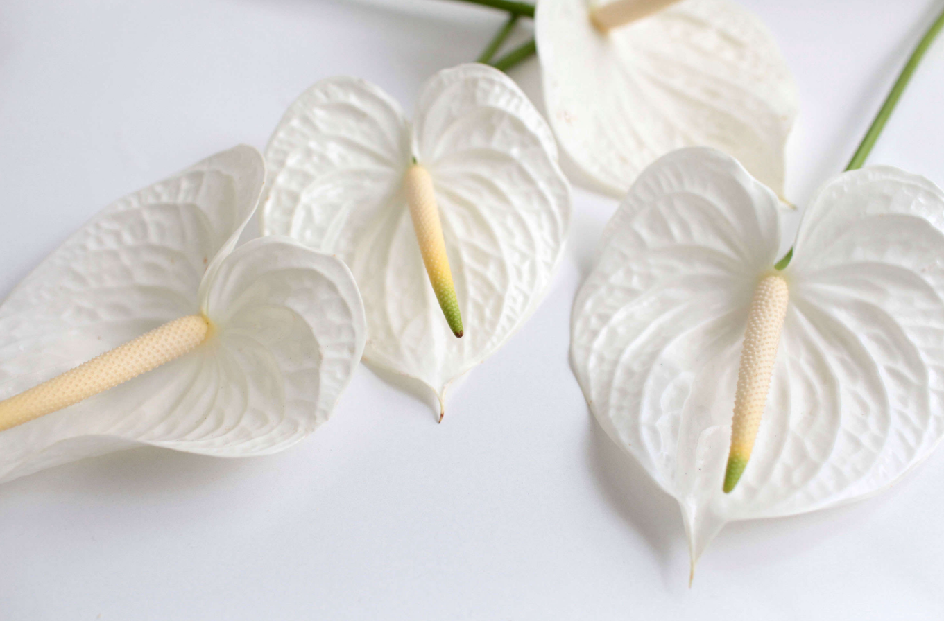 White Anthurium.png