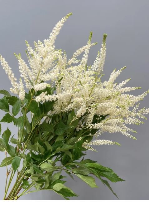 White Astilbe.JPG