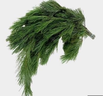 White pine.JPG