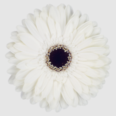 White with Dark Center - Marche Fresh.png