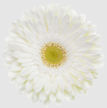 White with Yellow Center - Marche Fresh.png
