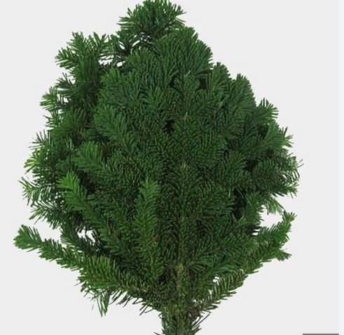 silverfir.JPG